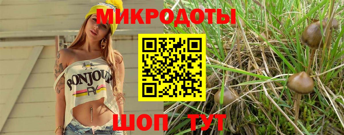 Галлюциногенные грибы мухоморы  Химки  Псилоцибиновые грибы Psilocybe 